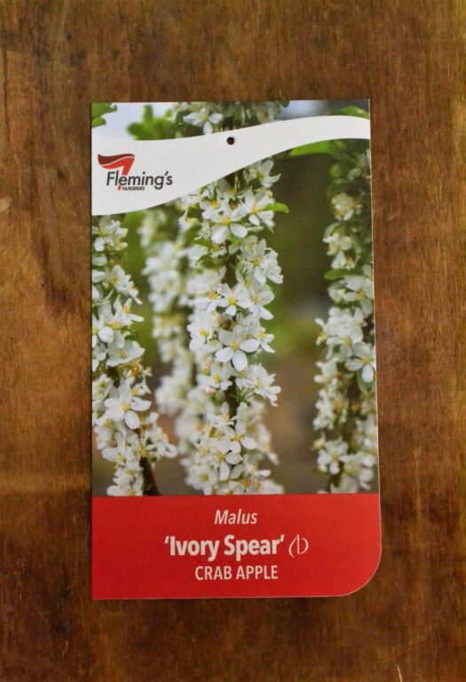 Crab Apple - Ivory Spear