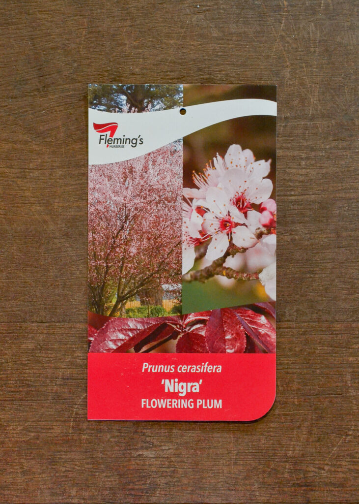 Flowering Plum - Nigra - Bare Root