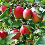 Apple - Anna - Image 2