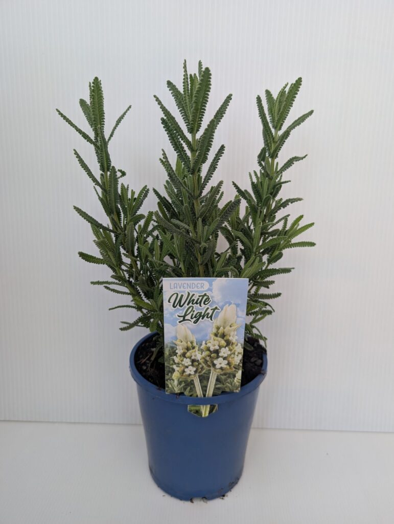 Lavender - White Light