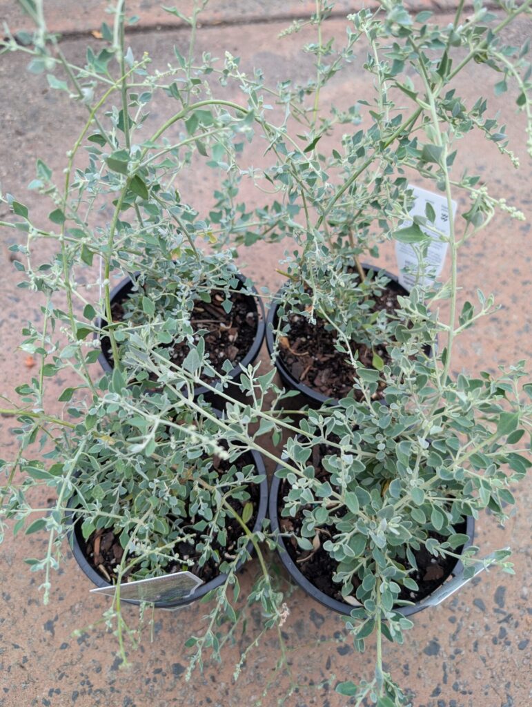 Rhagodia - Spiny Saltbush