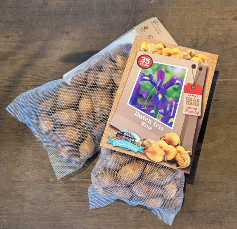 Dutch Iris - Blue - Bulbs