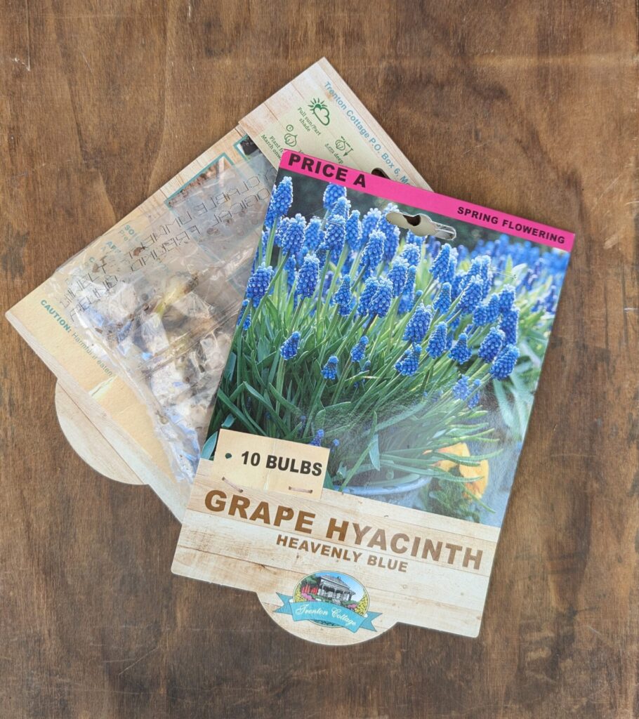 Grape Hyacinth - Heavenly Blue - Bulbs