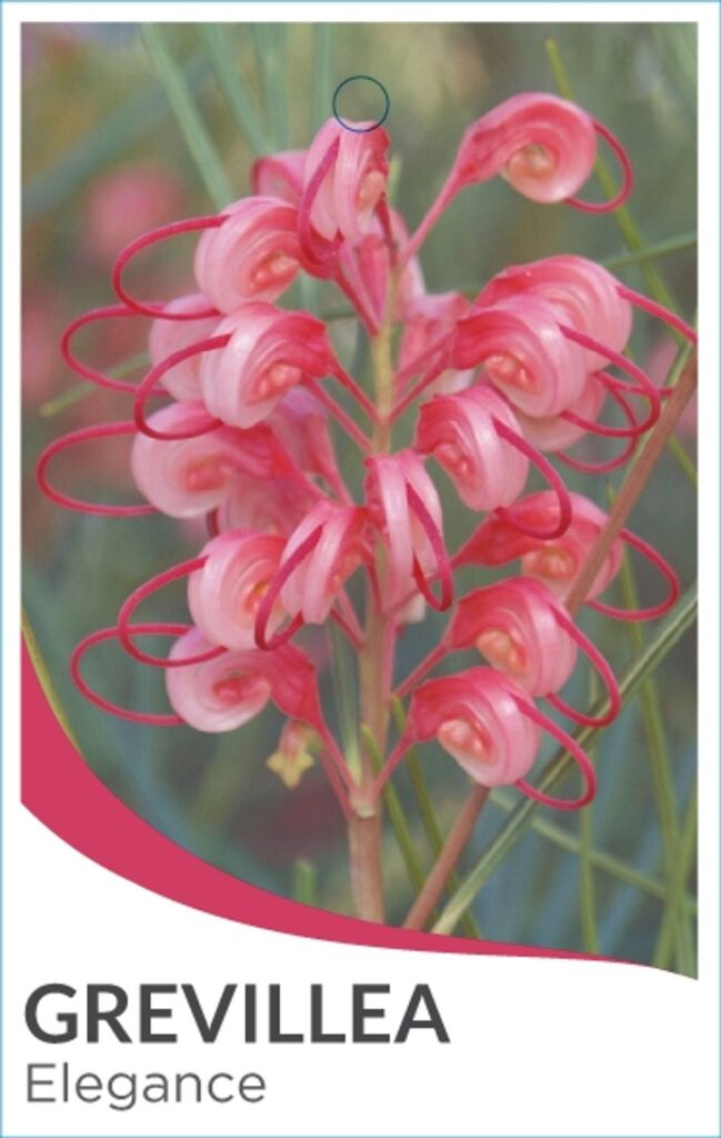 Grevillea - Elegance
