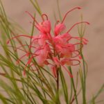 Grevillea - Elegance - Image 2