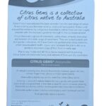 Finger Lime - Alstonville - Image 2