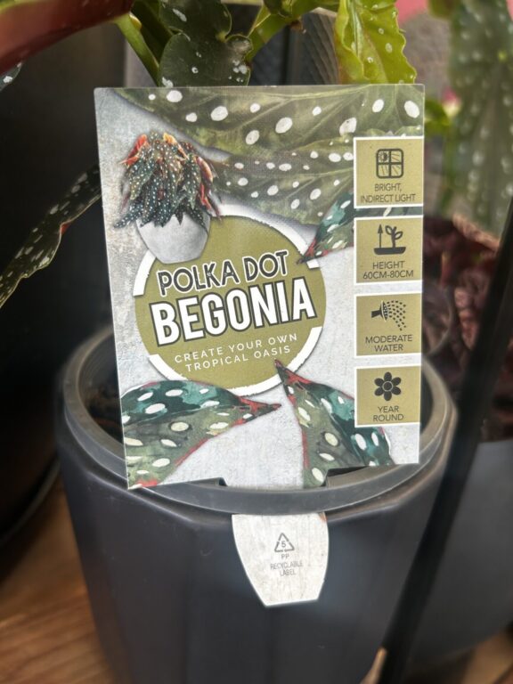 Begonia maculata - Polka Dot Begonia