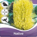 Banksia - Coast