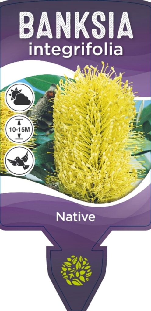 Banksia - Coast