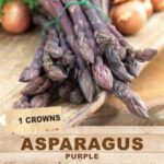 Asparagus - Purple - Crown - Image 2