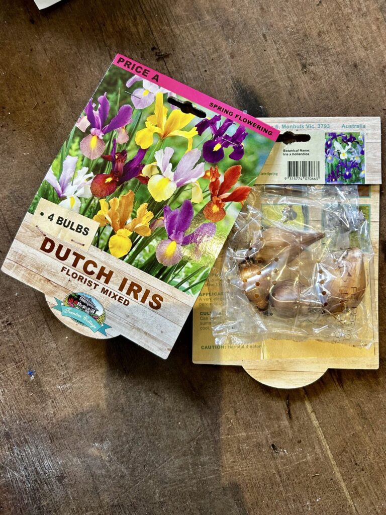 Dutch Iris - Florist Mixed - Bulbs
