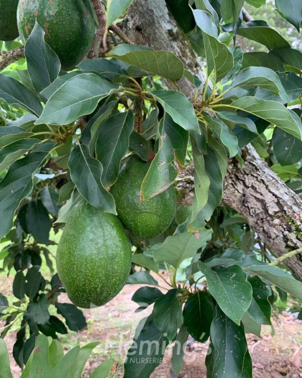 Avocado - Wurtz Semi Dwarf - Grafted (A)