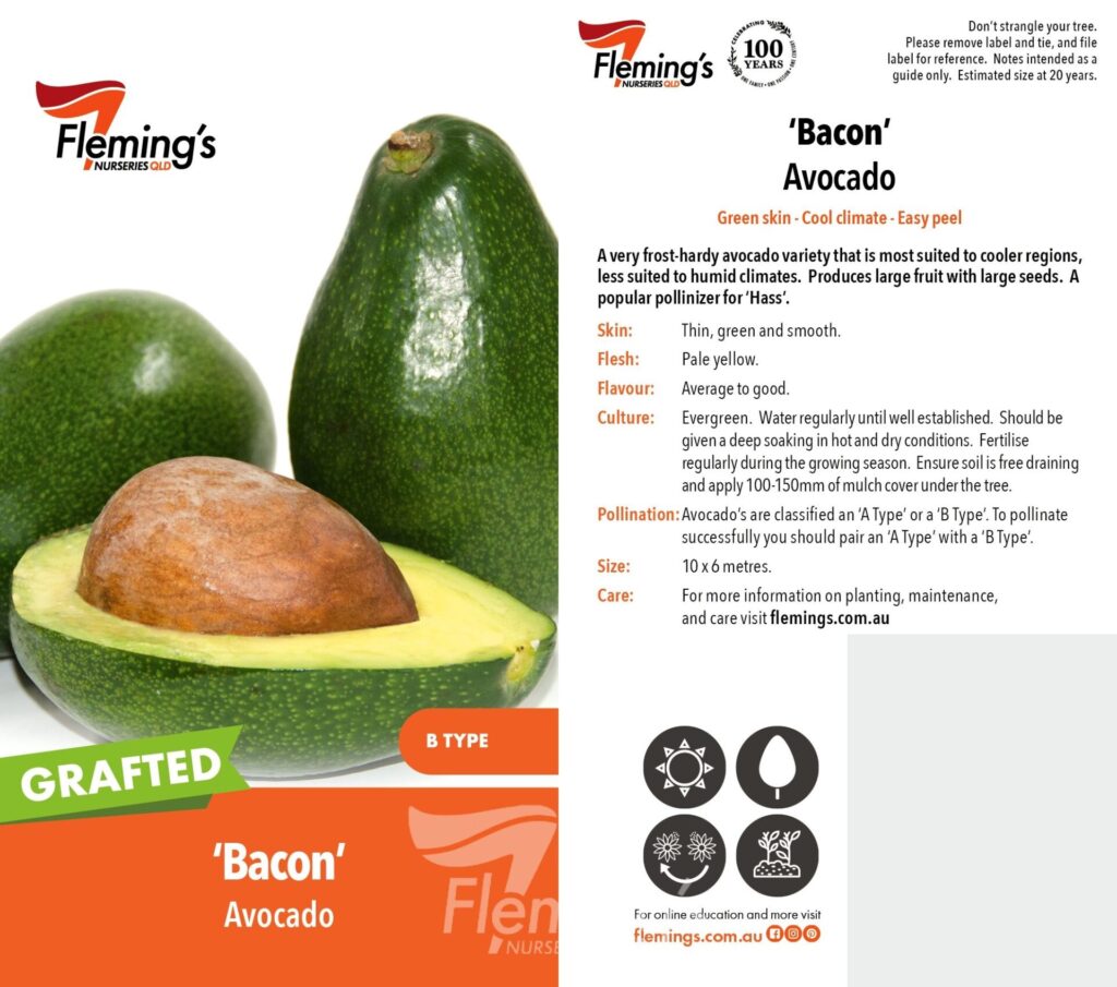 Avocado - Bacon Grafted (B) - Image 2