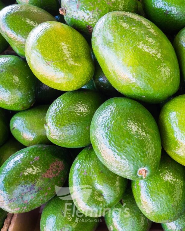 Avocado - Choquette Grafted (A)