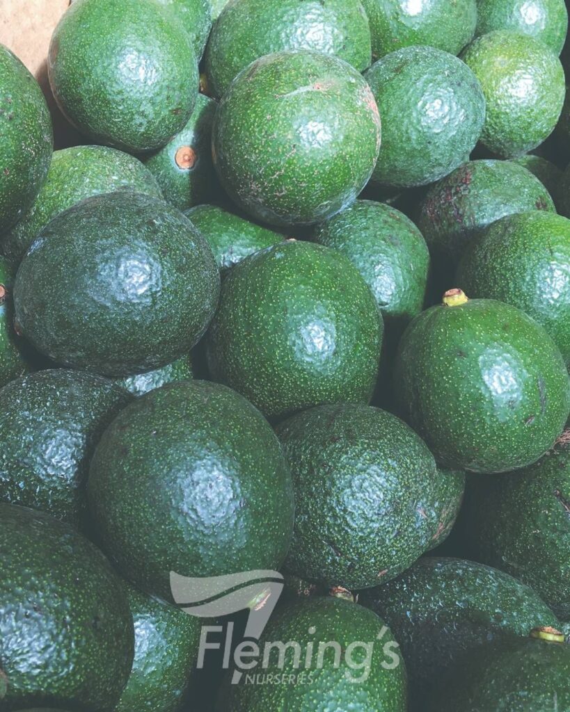 Avocado - Reed Grafted (A)