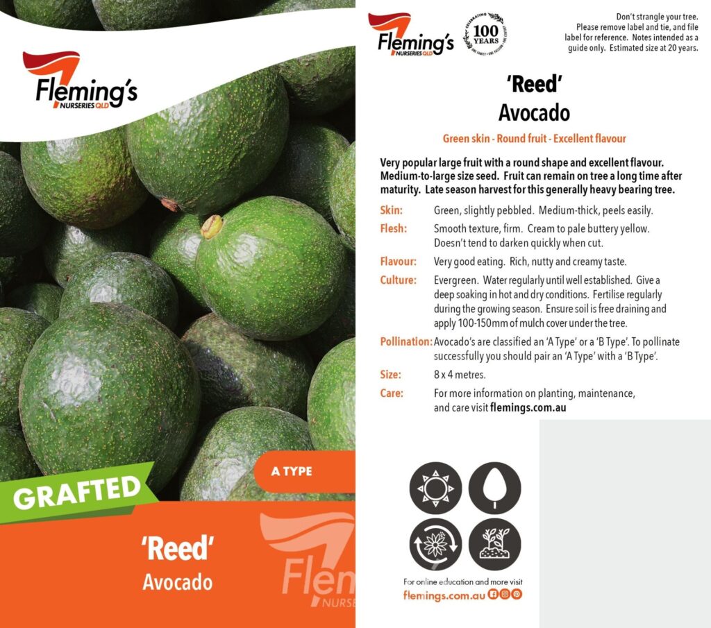 Avocado - Reed Grafted (A) - Image 2