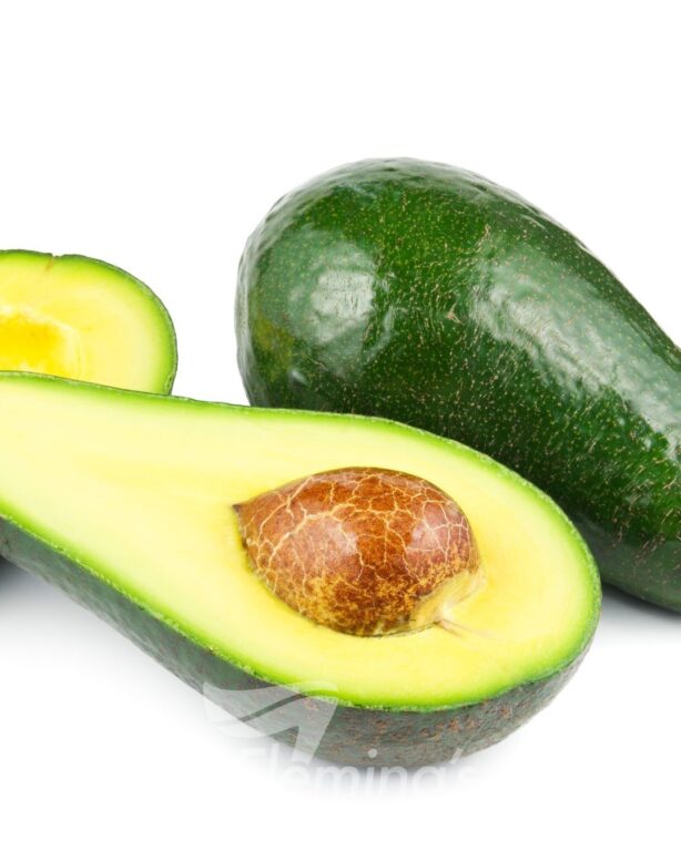 Avocado - Fuerte Grafted (B)