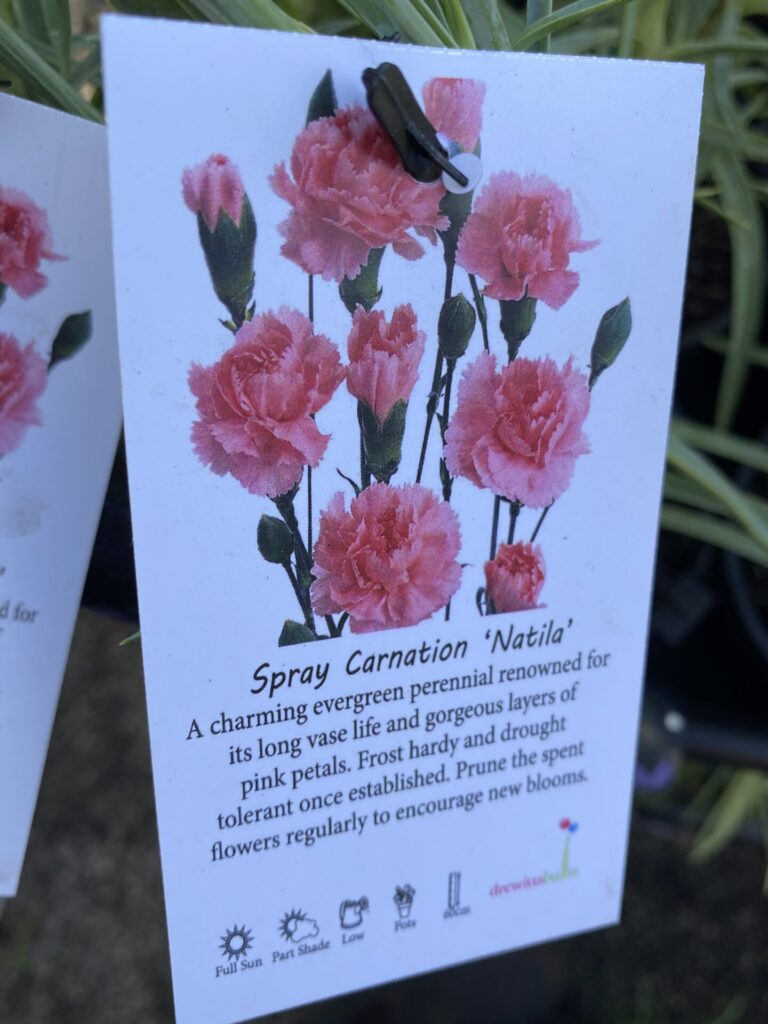 Carnation - Assorted