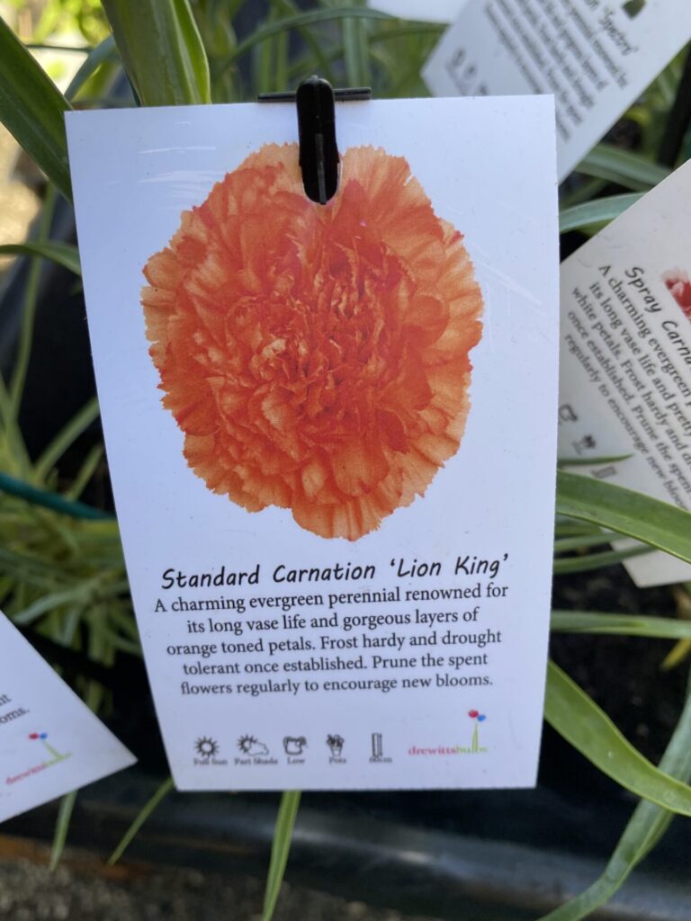 Carnation - Assorted - Image 2