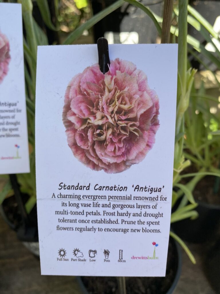 Carnation - Assorted - Image 3