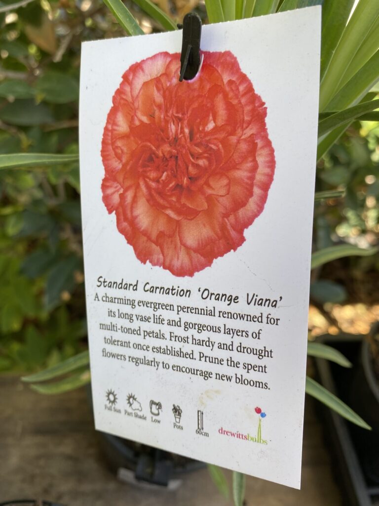 Carnation - Assorted - Image 4