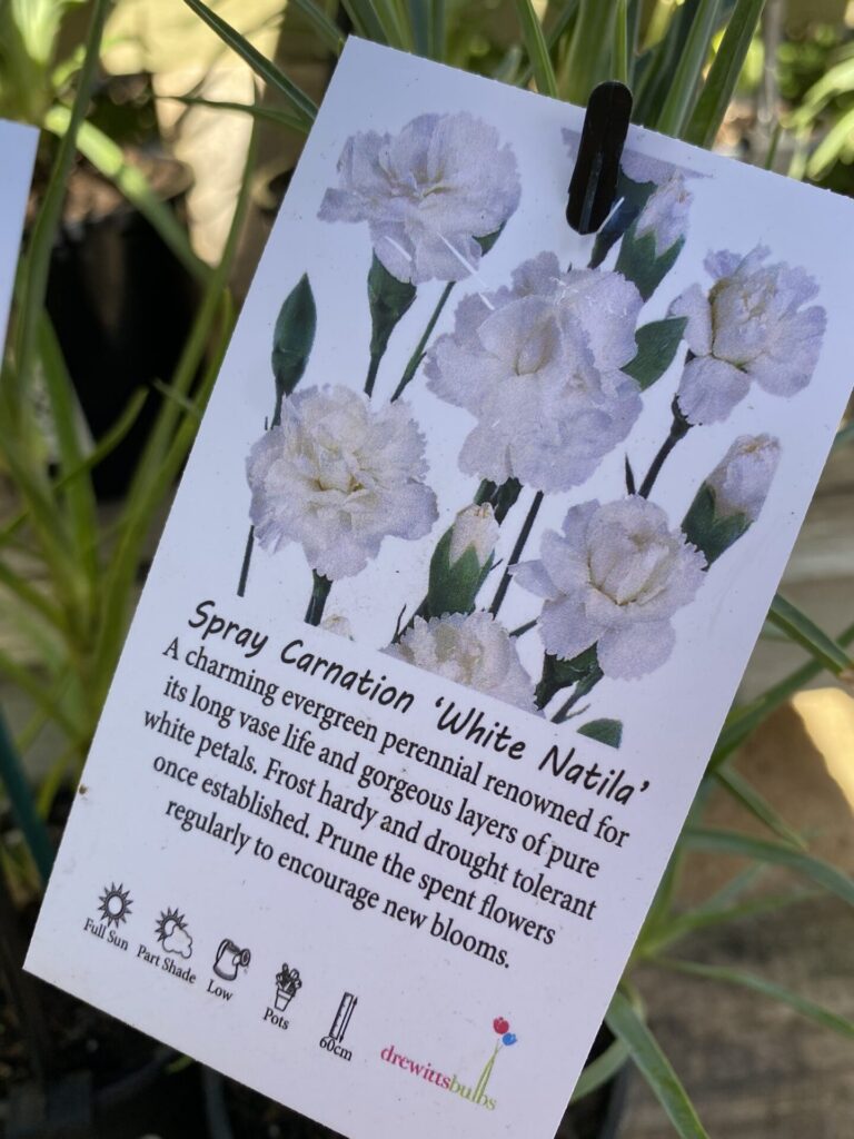 Carnation - Assorted - Image 5