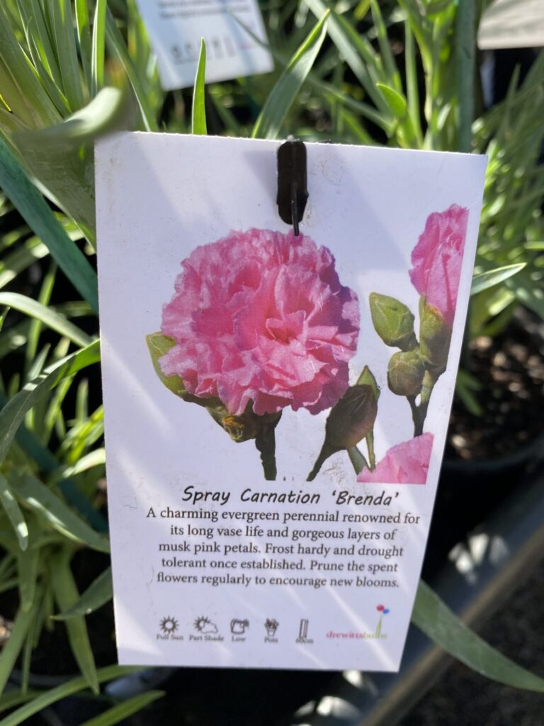 Carnation - Assorted - Image 6