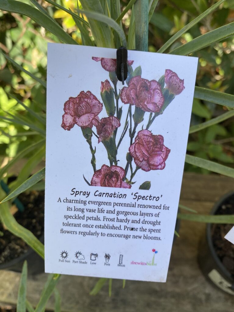 Carnation - Assorted - Image 7