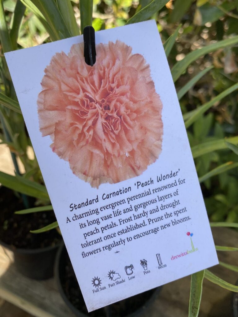 Carnation - Assorted - Image 8