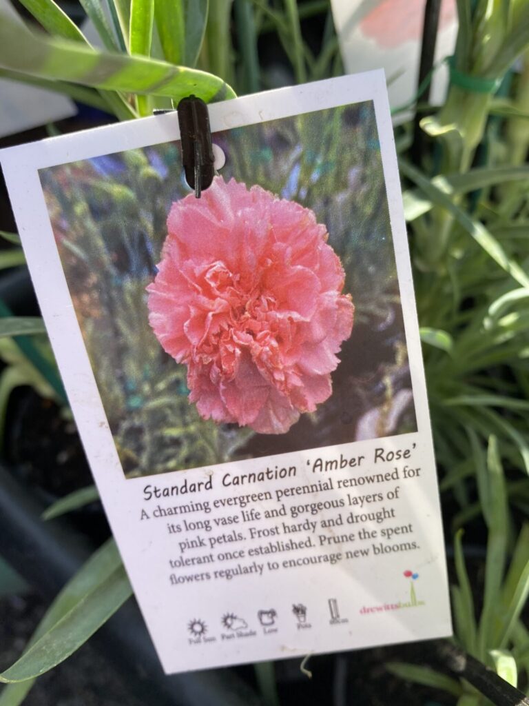 Carnation - Assorted - Image 9