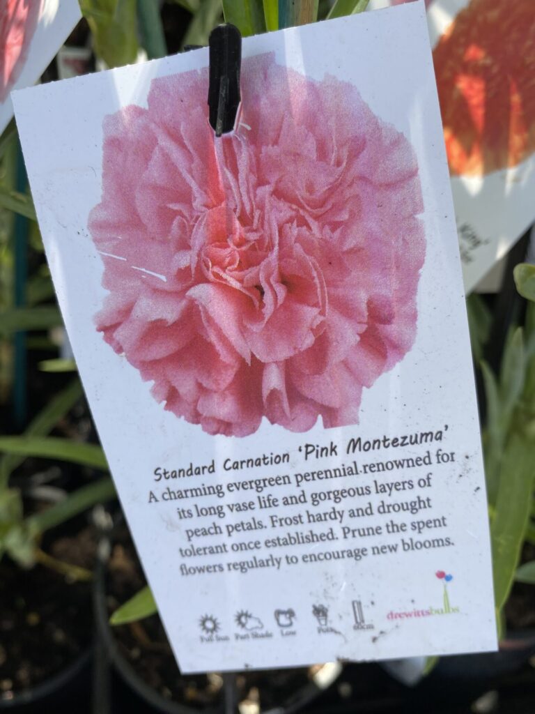 Carnation - Assorted - Image 10