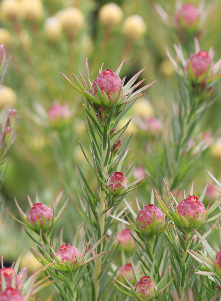 Leucadendron - Jubilee Crown
