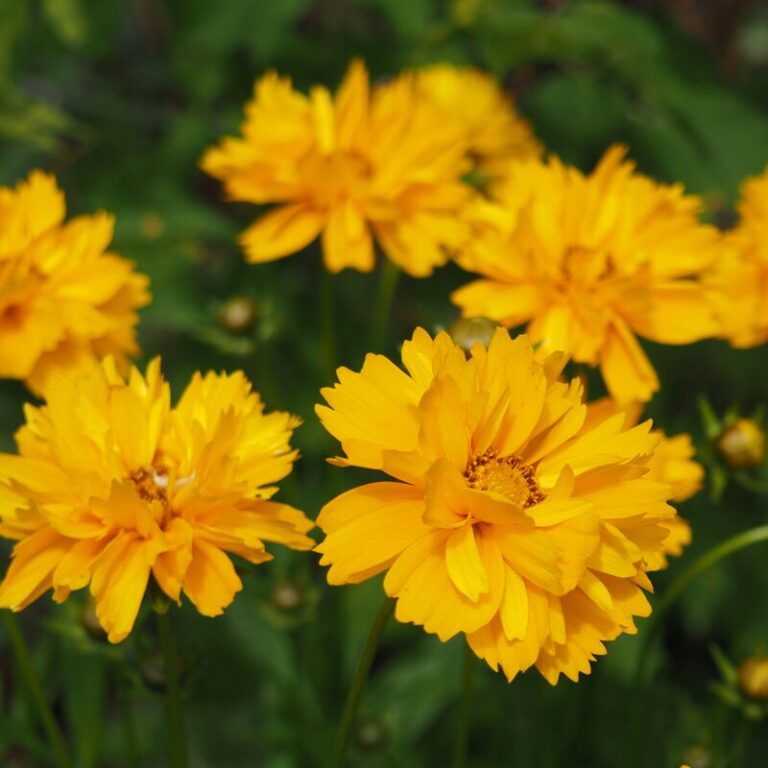 Coreopsis - Sunray