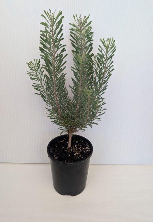 Leucadendron - Purple Haze