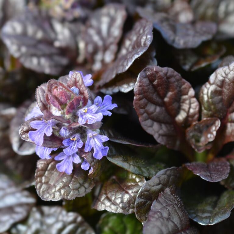 Ajuga - Purpurea