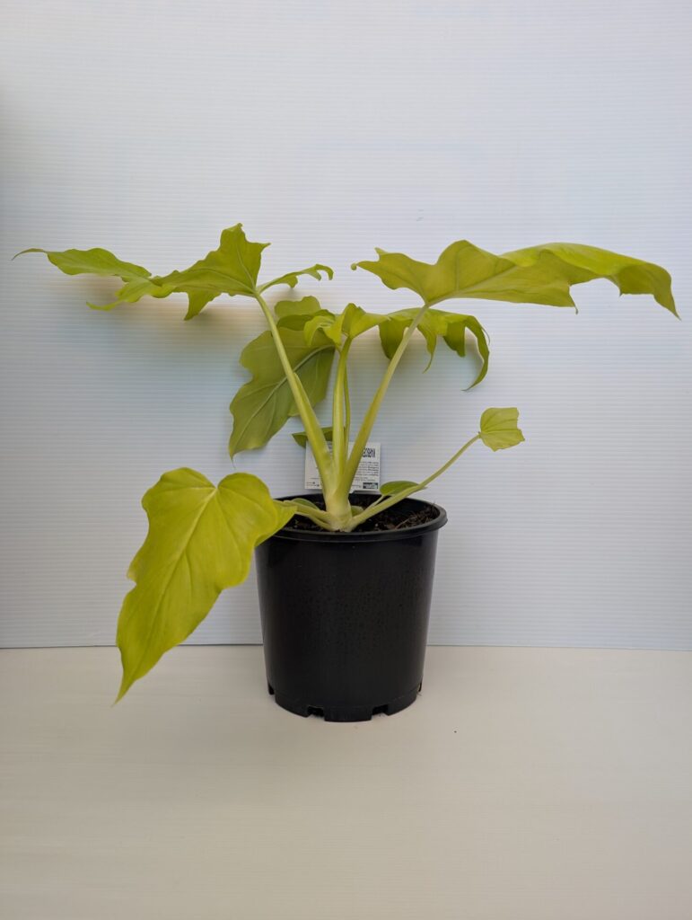 Philodendron - Warscewiczii