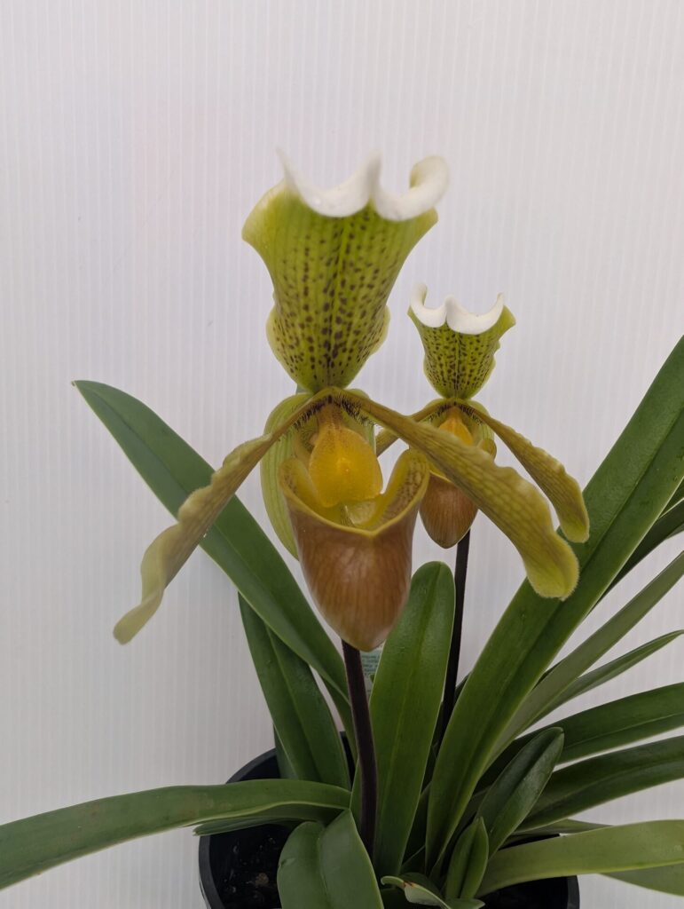 Paphiopedilum - Lady Slipper Orchid