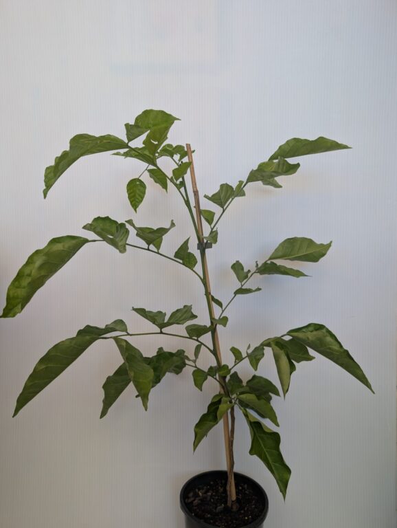 Clausena lansium - Wampi
