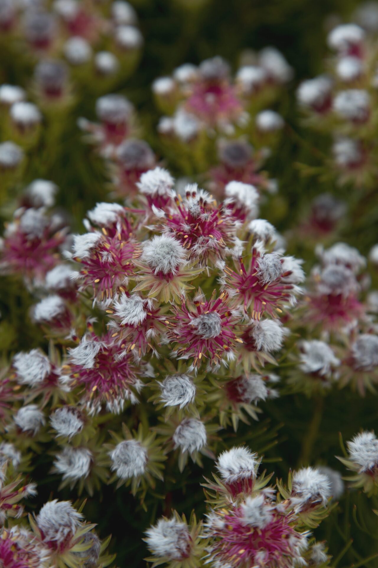 Serruria - Raspberry Burst - Guildford Garden Centre