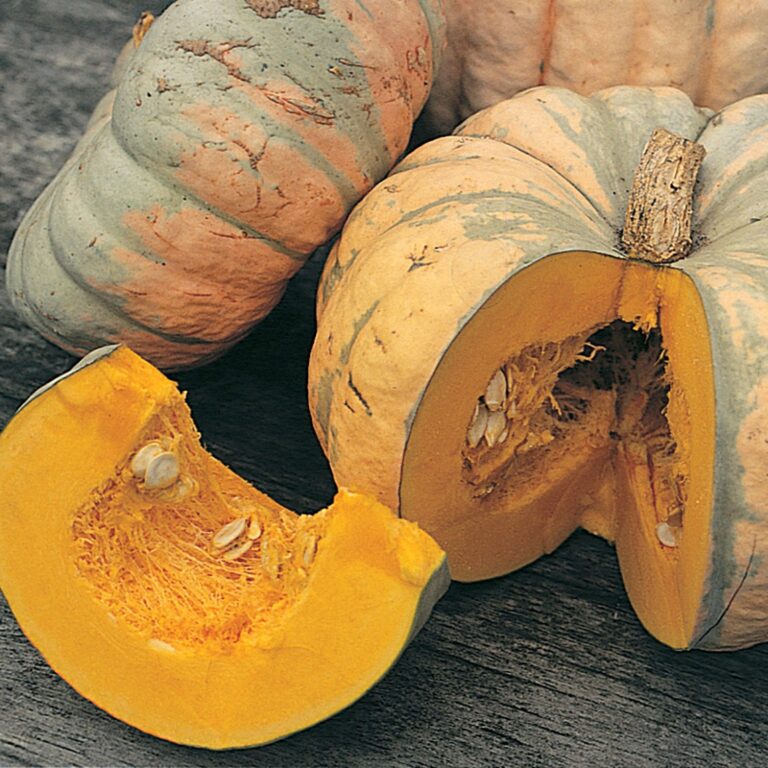 Pumpkin - Heirloom Bohemian - Diggers Seeds - Image 2