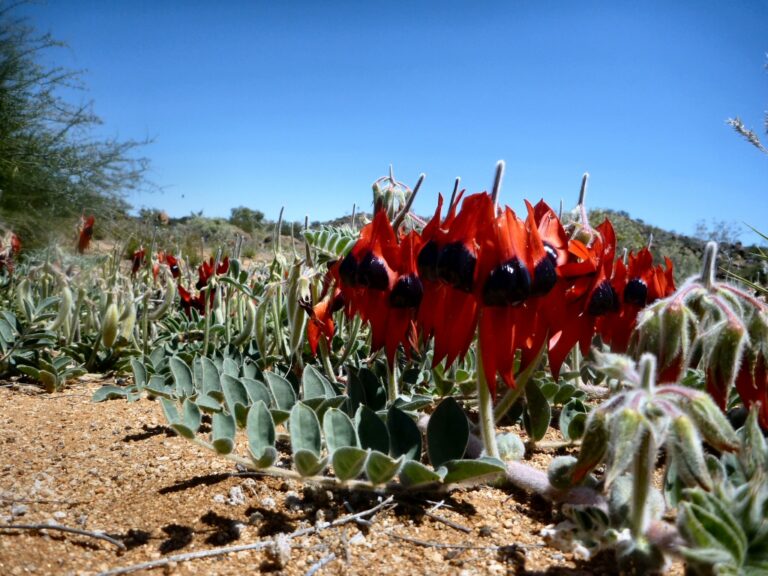 Sturt's Desert Pea - Native Seeds