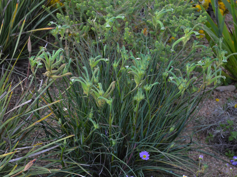 Kangaroo Paw - Green - Native Seeds