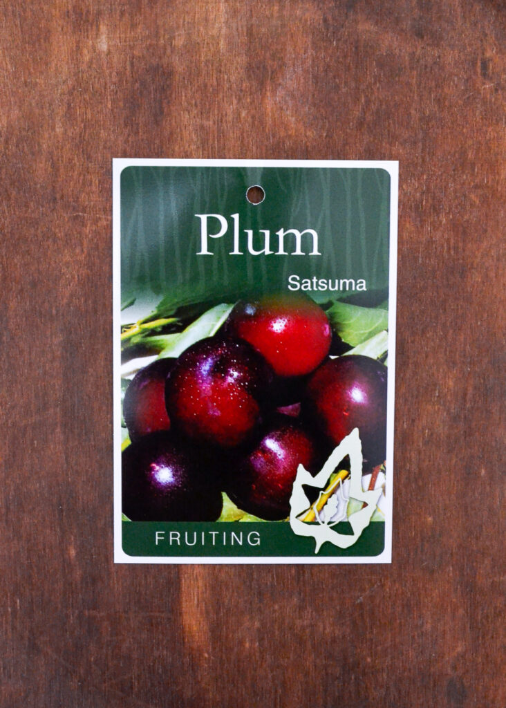 Plum - Satsuma