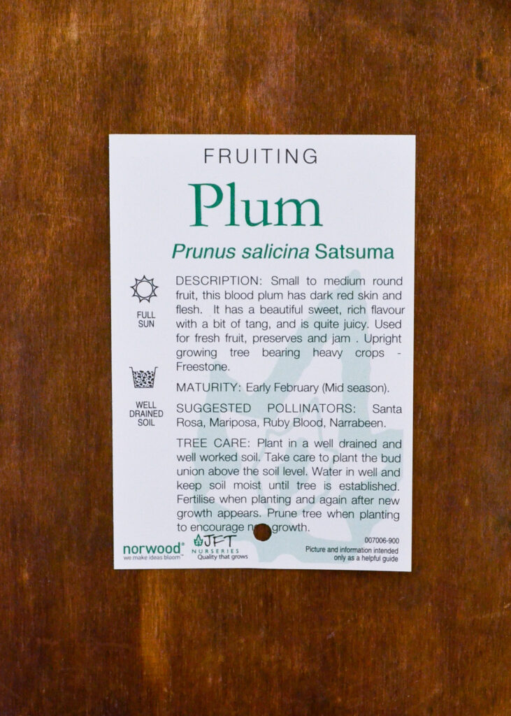 Plum - Satsuma - Image 2