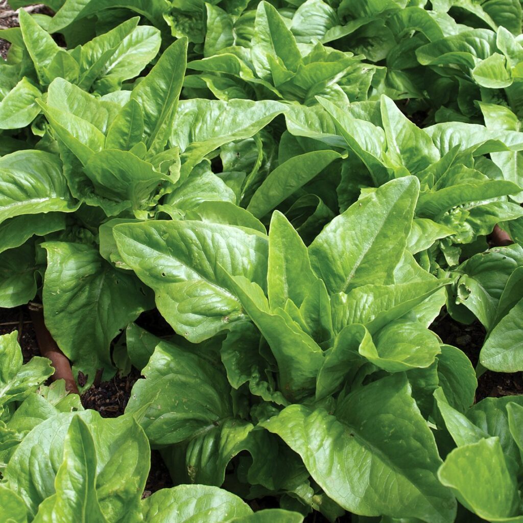 Lettuce - Amish Deer Tongue - Diggers Seeds - Image 2