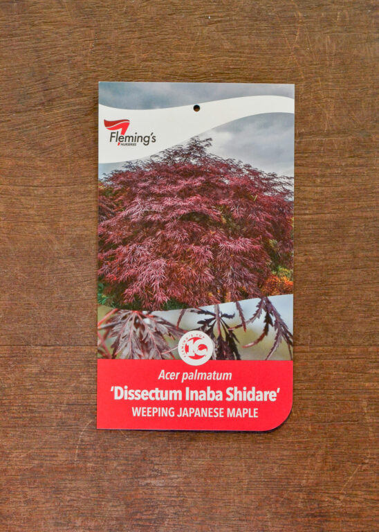 Japanese Maple - Weeping - Dissectum Inaba Shidare