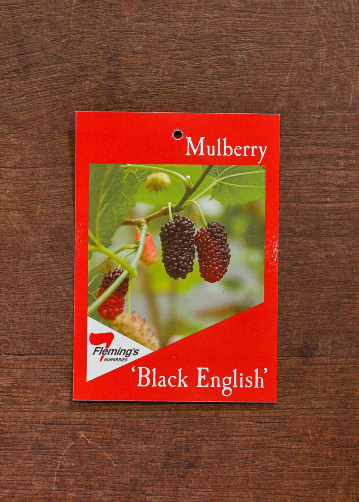 Mulberry - Black English