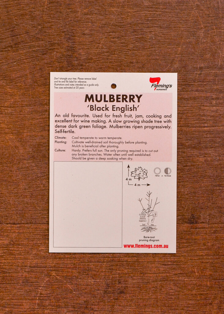Mulberry - Black English - Image 2