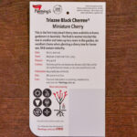Cherry - Trixzie® Black Cherree Dwarf - Image 2