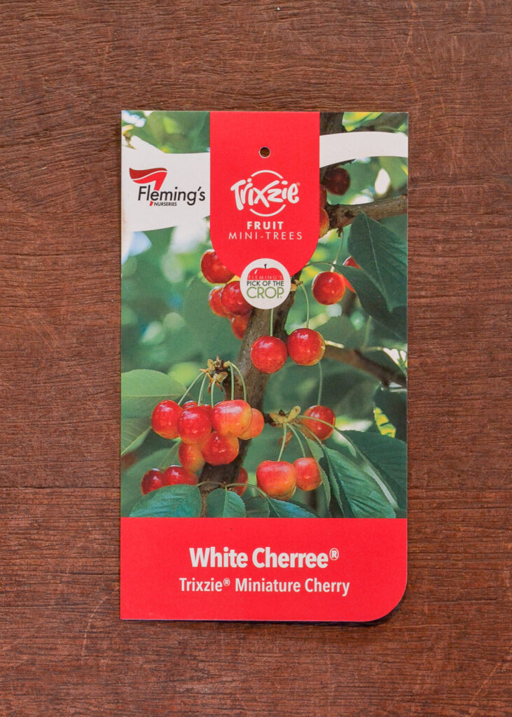 Cherry - Trixzie® White Cherree Dwarf